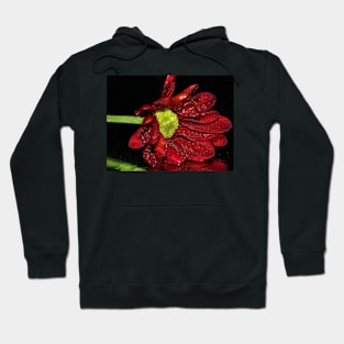 Maroon Chrusanthemum Hoodie